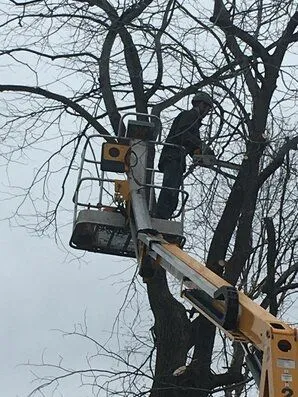 Emergency Tree removal In St Paul