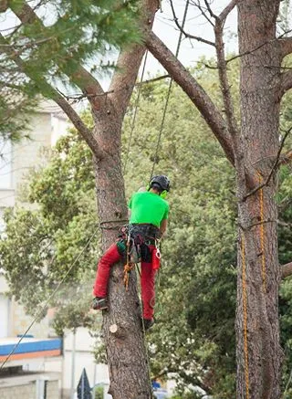 picture of a tree climer at work in st paul mn